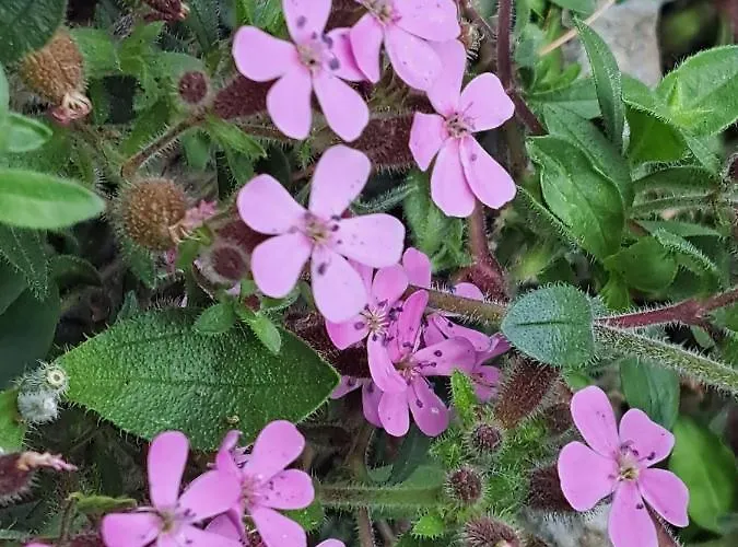 & Blue House * Вальброна