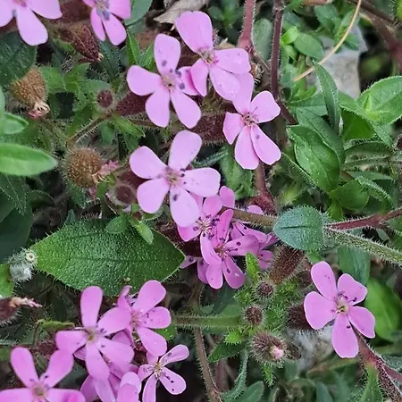 & Blue House * Valbrona